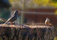 Sänger-Wettstreit im Botanischen Garten